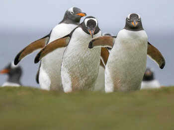 Calendario familiare fortis